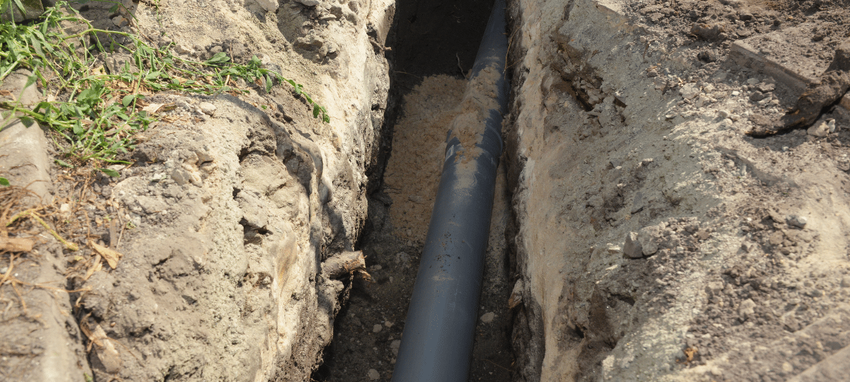 Is a Sewer Line Collapse Imminent? Signs of Tree Root Intrusion